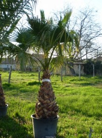 Washingtonia robusta_04